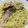 トミュー？'s cooksnap of when they made ふきのとうのパスタ.