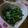 まーやん☆'s cooksnap of when they made モロヘイヤとしめじの酢醬油和え.