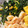 Miffy_mama's cooksnap of when they made ホタテと寒縮みほうれん草のバターソテー♪.