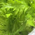 ささッこ's cooksnap of when they made わさび菜のシンプルサラダ.