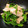 ☆すぬぴっぴ☆'s cooksnap of when they made 簡単！無限ピーマン＆ハム☆中華風☆.