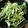 ばたみそーぱん☆'s cooksnap of when they made シャキシャキ＊水菜の梅マヨサラダ.