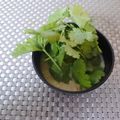 スタイリッシュママ's cooksnap of when they made 簡単♡パクチーと卵のお味噌汁♡.