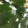 tsmitaka's cooksnap of when they made 中華わかめスープ（お湯を注ぐだけ！）.