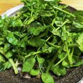 sairingo's cooksnap of when they made おすすめ！豚バラとクレソン《レモンダレ》.