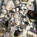 ﾍﾞﾋﾞよしﾏﾏ's cooksnap of when they made 簡単にできる！はまぐりの砂抜き.