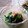 fromMay's cooksnap of when they made 超簡単！からし菜のお浸し☆かつお節和え♪.