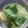 ☆lalapin☆'s cooksnap of when they made 水だし♪ミントウォーター/ミントティー.