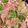seacomet's cooksnap of when they made 蒸ししゃぶ・さっぱり・簡単・10分料理.