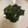 ピーナッツ子♪'s cooksnap of when they made わかめのピリ辛しょうが炒め.
