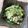 クック6KOJSH☆'s cooksnap of when they made 簡単に作り置き！えのきのマヨナムル♡.