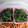 クックZTZ10H☆'s cooksnap of when they made ほうれんそうとのりのごま和え.