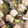 kiyo0120's cooksnap of when they made とりだんごと春雨のスープ.