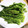 クック3D63YZ☆'s cooksnap of when they made たらの芽の下処理.