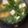 猫のミイヤ's cooksnap of when they made 時短5分で【豆腐とワカメの味噌汁】.