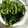 ひっこ's cooksnap of when they made 生わかめ人気検索NO.1♚茹で方と食べ方.