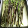 うぐいす♪'s cooksnap of when they made 重曹の量に迷わない‼簡単わらびのアク抜き.