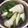 マ行のママ's cooksnap of when they made 椿の葉で！?簡単たけのこのあく抜き.