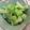 ぱにぱる's cooksnap of when they made ブロッコリーの芯の酢味噌和え.