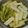 taruママ's cooksnap of when they made 山うどの下処理方法.