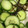 クックI1FJ57☆'s cooksnap of when they made あっという間！きゅうりの塩昆布和え.