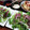 ひっこ's cooksnap of when they made かつおのたたき◇2種類の変わりだれで.