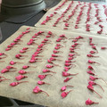 チャコりんりん's cooksnap of when they made * 八重桜 ❤ 桜の花の塩漬け♪.