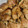 snow012's cooksnap of when they made 鶏ささみと大葉チーズのさっぱり照り焼き.