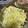 クックDGUNJ9☆'s cooksnap of when they made インディアンカレーのピクルス液.