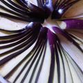 ニャンたま's cooksnap of when they made 天婦羅用の茄子の切り方(末広茄子）簡単.