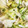 Hightea1's cooksnap of when they made ちょ～簡単♪レタス丸ごとぺろりん炒め♪.