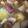 クックCQGZ2W☆'s cooksnap of when they made タッカンマリ☆手羽先じゃが〆うどん☆正月.