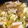 もいもいぽ's cooksnap of when they made シーチキンの麻婆豆腐.