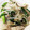 クッキン坊主's cooksnap of when they made シャキうま！豚トロのニラもやし塩だれ炒め.