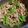 ぷーき's cooksnap of when they made しめじピーマン豚肩ロースの中華炒め.