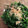 saki1010's cooksnap of when they made きちんとした青菜のおひたし～基本のお浸し.