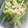 しげじゅん's cooksnap of when they made 定番★副菜 小松菜の煮浸し.