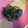 さき8888's cooksnap of when they made 蕗の葉のみそ炒め.