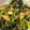 なりのり１３'s cooksnap of when they made のらぼう菜炒め.