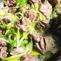 crystaI's cooksnap of when they made 食べたらやみつき☆砂肝の塩麹炒め♪.