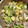 ビバリー's cooksnap of when they made 豚バラときゅうりと卵のポン酢炒め.