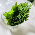 azbjbn's cooksnap of when they made 取り出し簡単！大葉の保存.