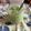 クック49L4Ho☆'s cooksnap of when they made お家でちょっとカフェ気分アイス抹茶ラテ.