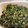 クックのりこ☆'s cooksnap of when they made ご飯の友達♡ふきの葉の油炒め！.