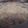 クックV61B91☆'s cooksnap of when they made 白アスパラのリゾット.