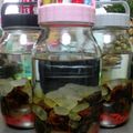 クック2O2RWD☆'s cooksnap of when they made 簡単薬膳！美容に◎クコなつめ果実酒.