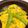 MizuhoBank's cooksnap of when they made スナップエンドウの卵炒めです♪旬を食べよ.
