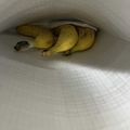 knuckleさん's cooksnap of when they made とっても長持ちバナナ保存方法.