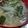 あゆたっくん's cooksnap of when they made 新わかめと新玉ねぎの味噌汁.