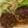 きゃさりん☆彡's cooksnap of when they made 和風おろしそハンバーグ.